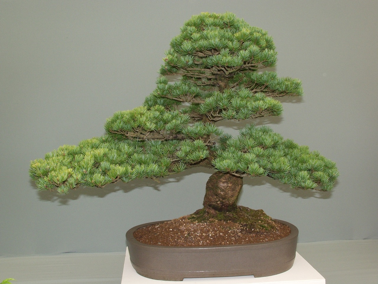 drzewko bonsai jak dbać