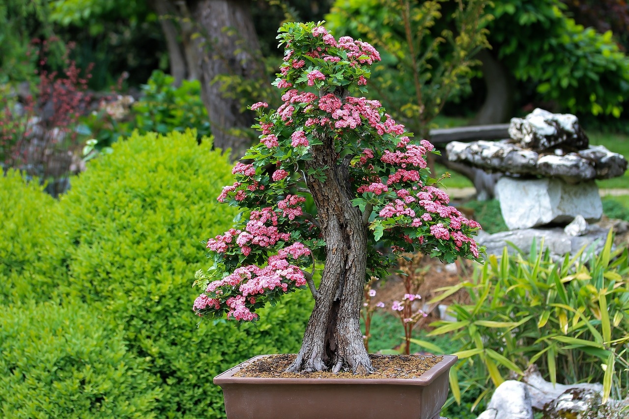 drzewko bonsai uprawa