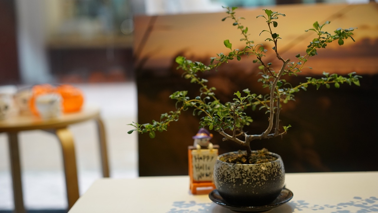 jak podlewać bonsai