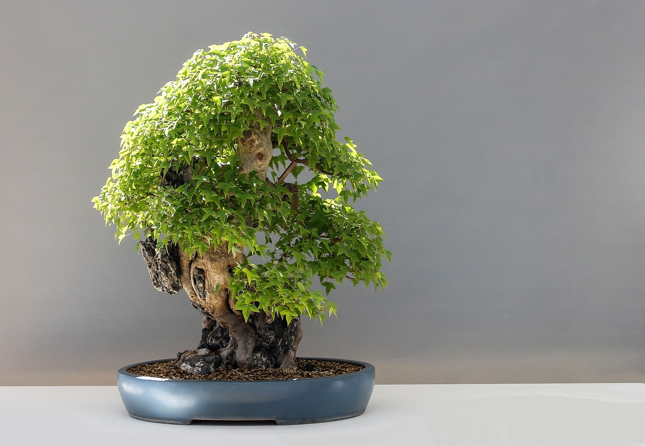 jak przycinać sosnę na bonsai