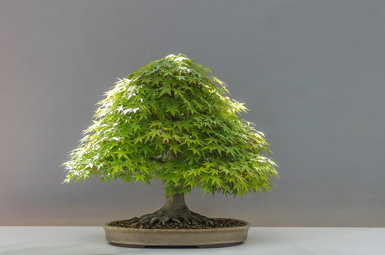 jak zrobić bonsai z sosny