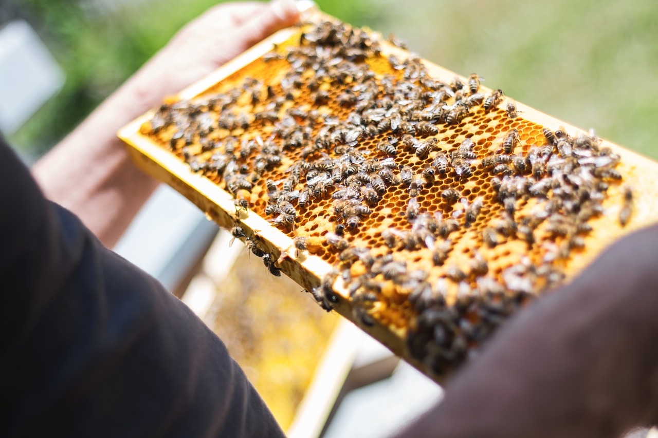 jak zrobić syrop do podkarmiania pszczół